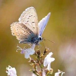 Meet your Posher, Annalee